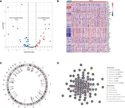 Neutrophil extracellular traps-associated modification patterns depict the tumor microenvironment, precision immunotherapy, and prognosis of clear cell renal cell carcinoma